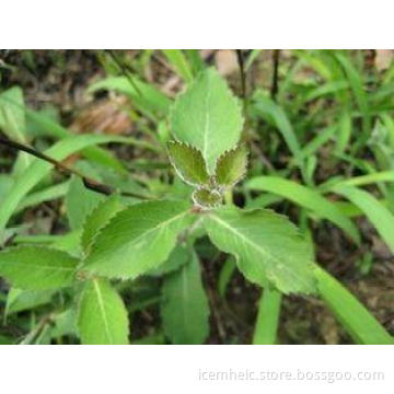 Danshen Chinese Herbal Extract Root Powder , Salvia Miltior